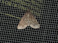 Glossy Black Idia Moth